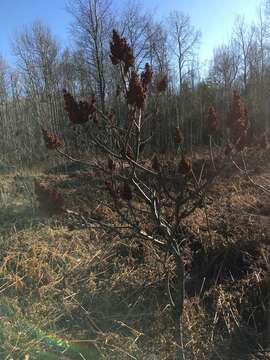 Image of rocky mountain sumac