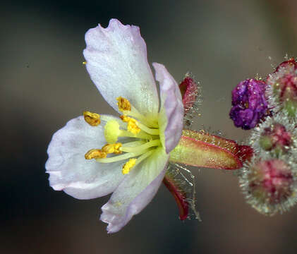 Image of Shockley's evening primrose