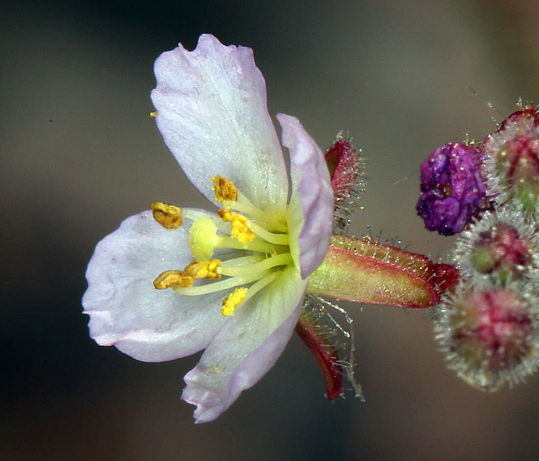 Imagem de Chylismia heterochroma Small