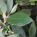 Image of Olearia cydoniifolia (DC.) Benth.