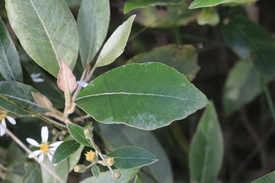 Image of Olearia cydoniifolia (DC.) Benth.