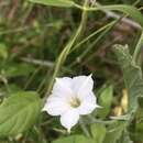 Image of Field bindweed