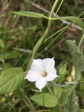 Image de Convolvulus hermanniae L'Her.