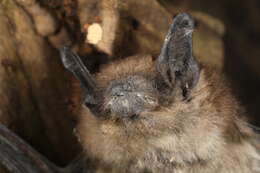 Image of White nose syndrome