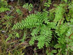 Image of Green Mountain maidenhair