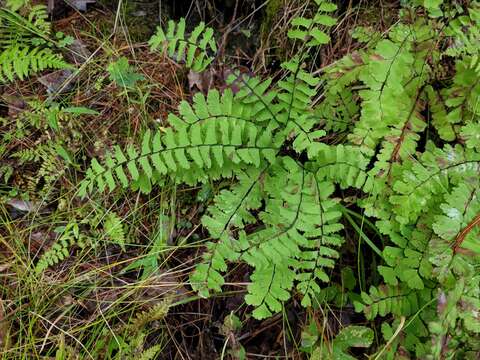 Imagem de Adiantum viridimontanum Paris