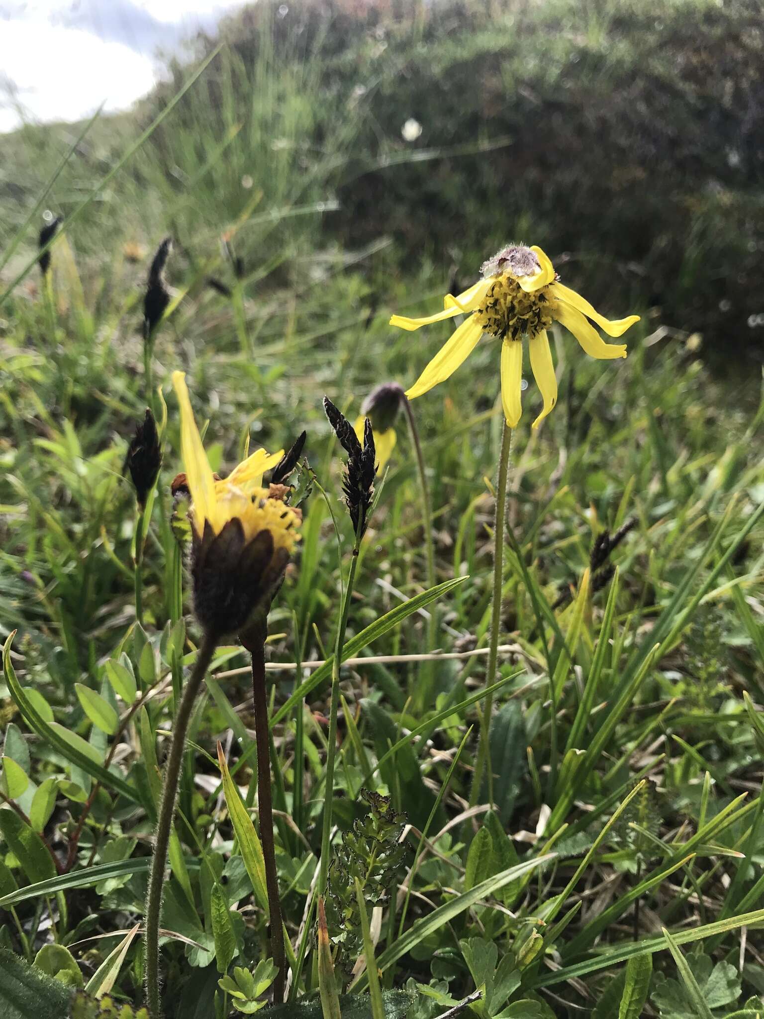 Image of nodding arnica