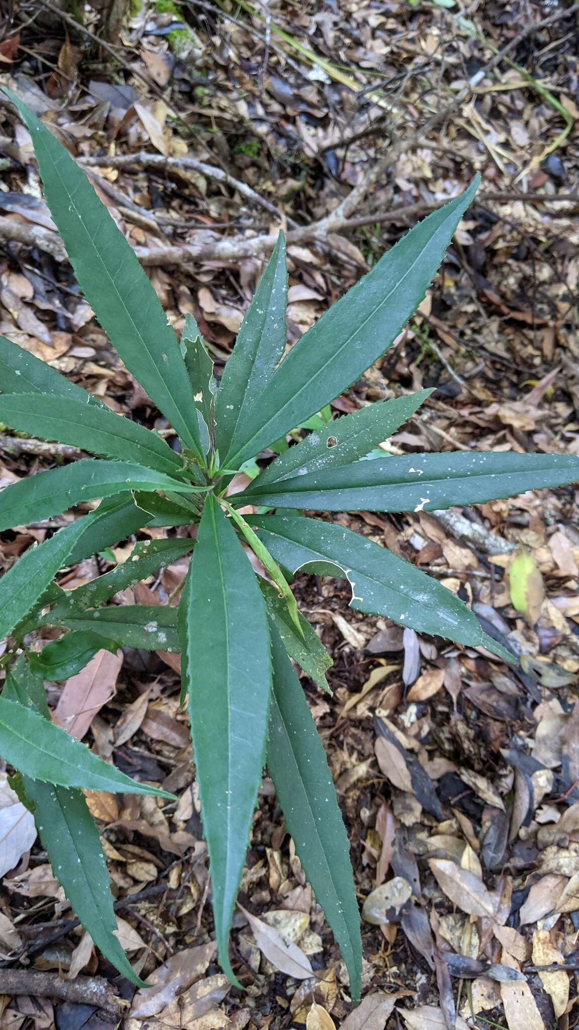 Слика од Symplocos wikstroemiifolia Hayata