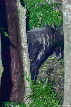 Image of Sumatran serow