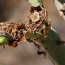 Image of Euphorbia dregeana E. Mey. ex Boiss.