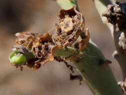 Image of Euphorbia dregeana E. Mey. ex Boiss.