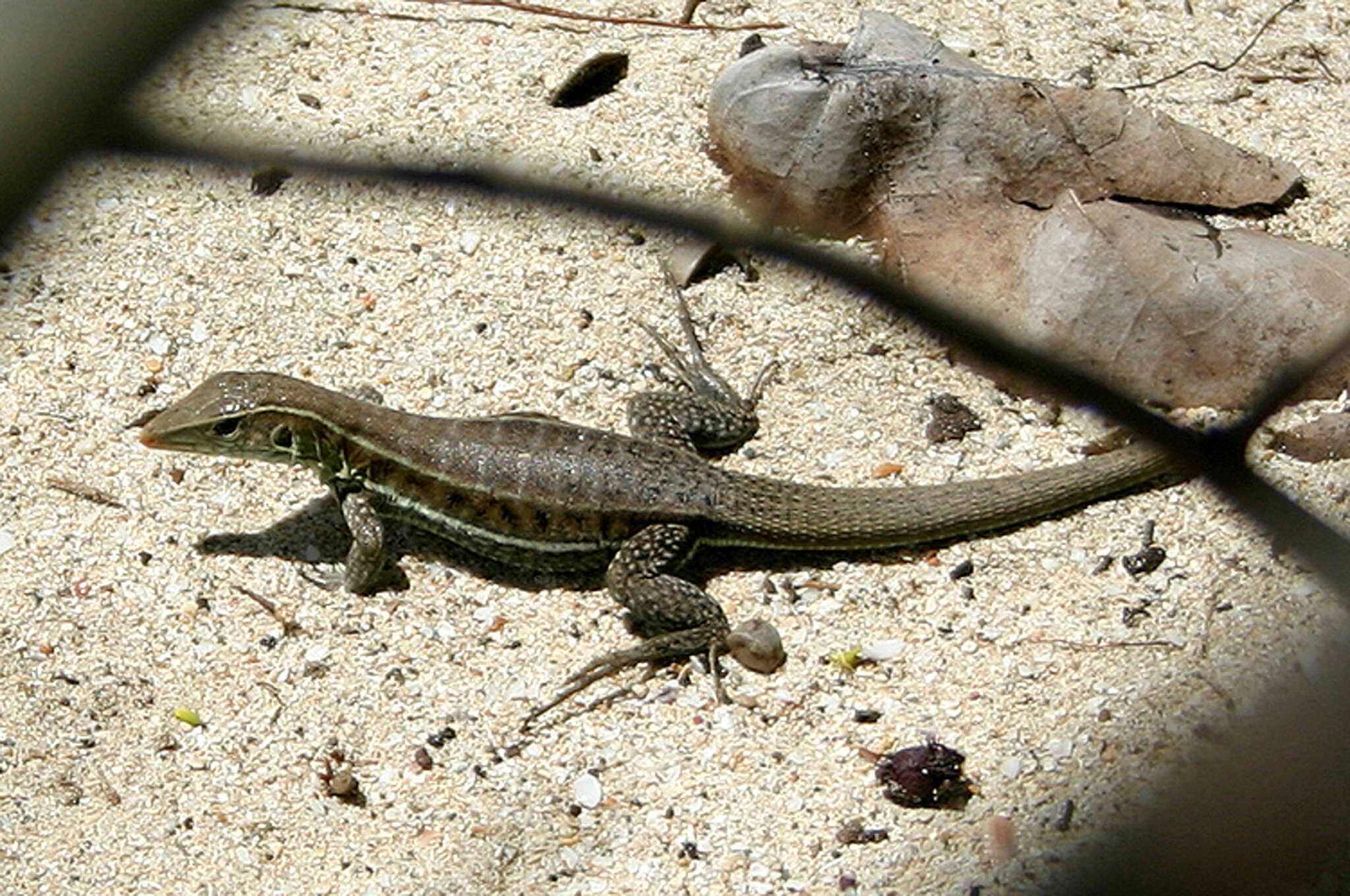 Image of Pholidoscelis griswoldi (Barbour 1916)