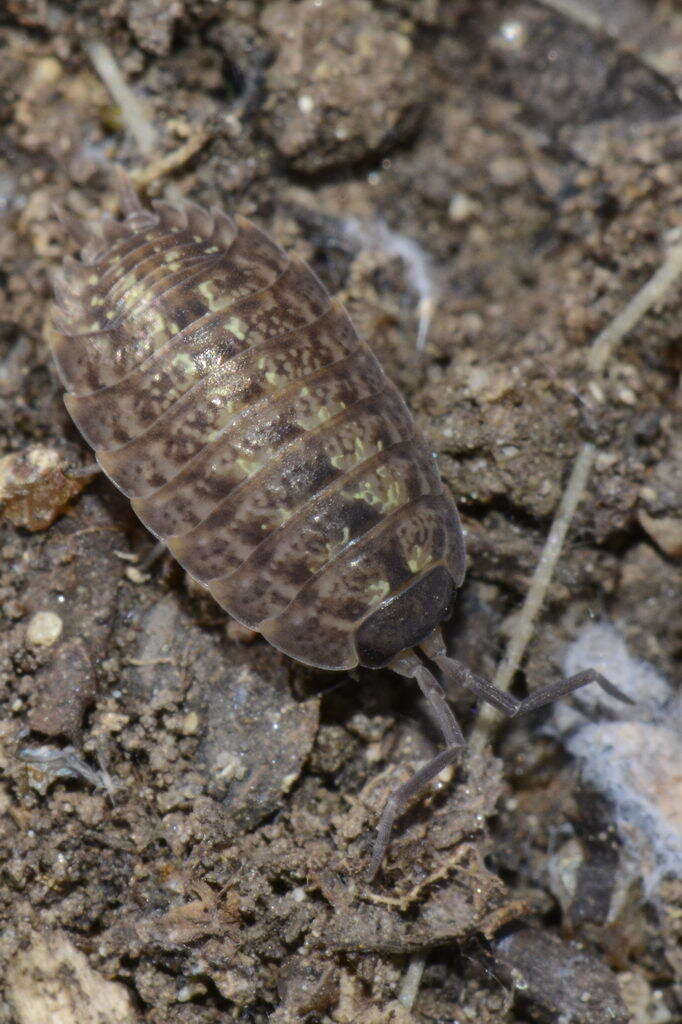 Image of Porcellio monticola Lereboullet 1853