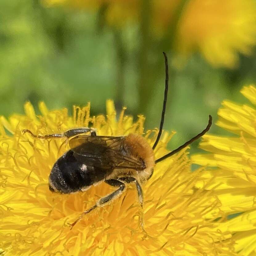 Image of Eucera longicornis (Linnaeus 1758)