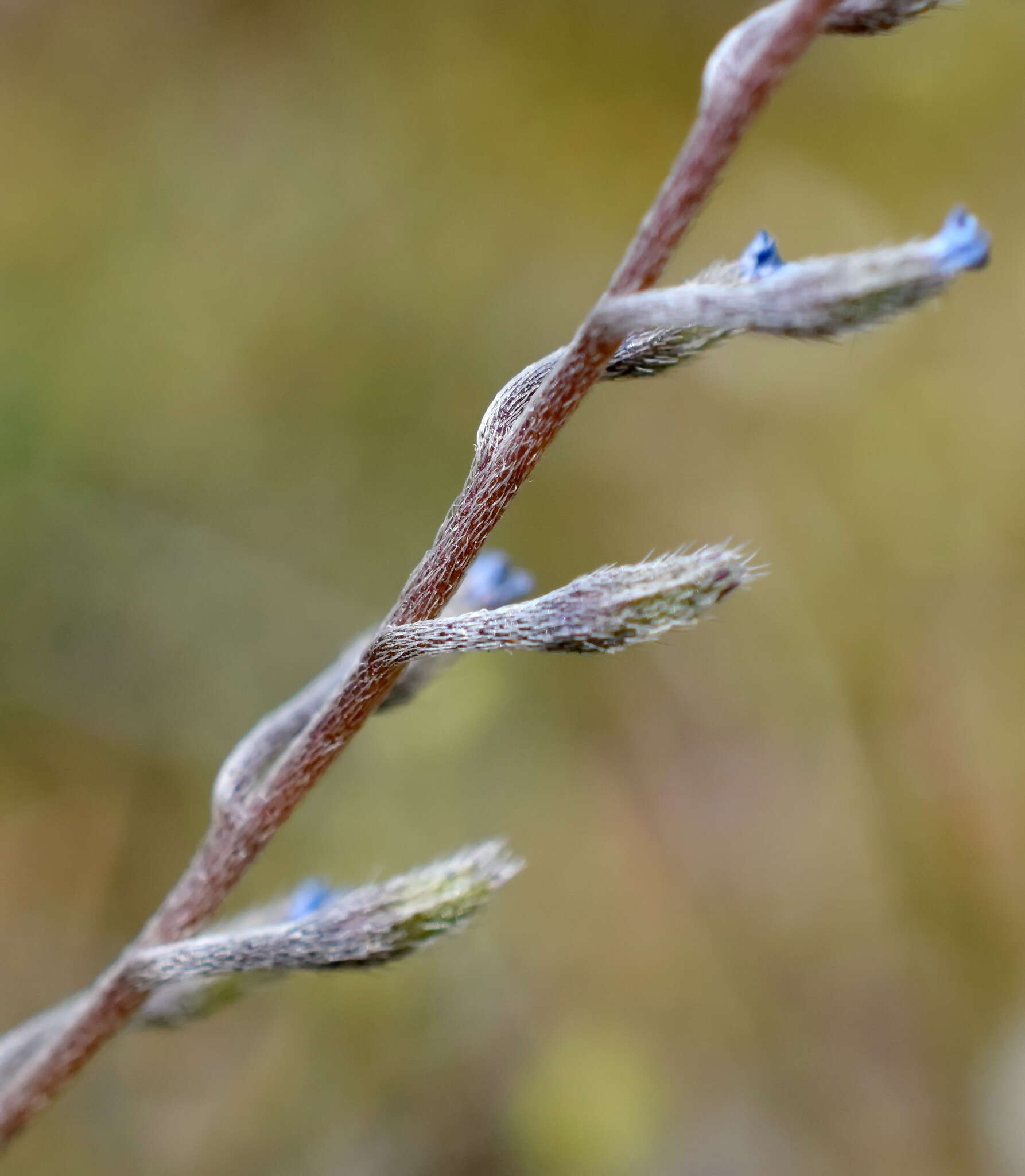 Plancia ëd Myosotis incrassata Guss.