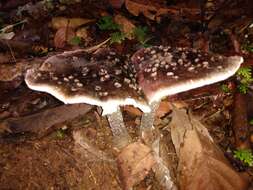 Image of Amanita morenoi Raithelh. 1986