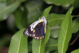 Image of Belenois java peristhene (Boisduval 1859)