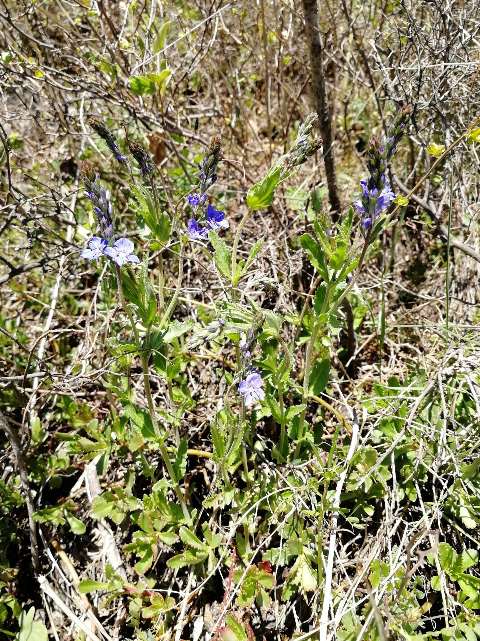 Image of Veronica krylovii Schischk.