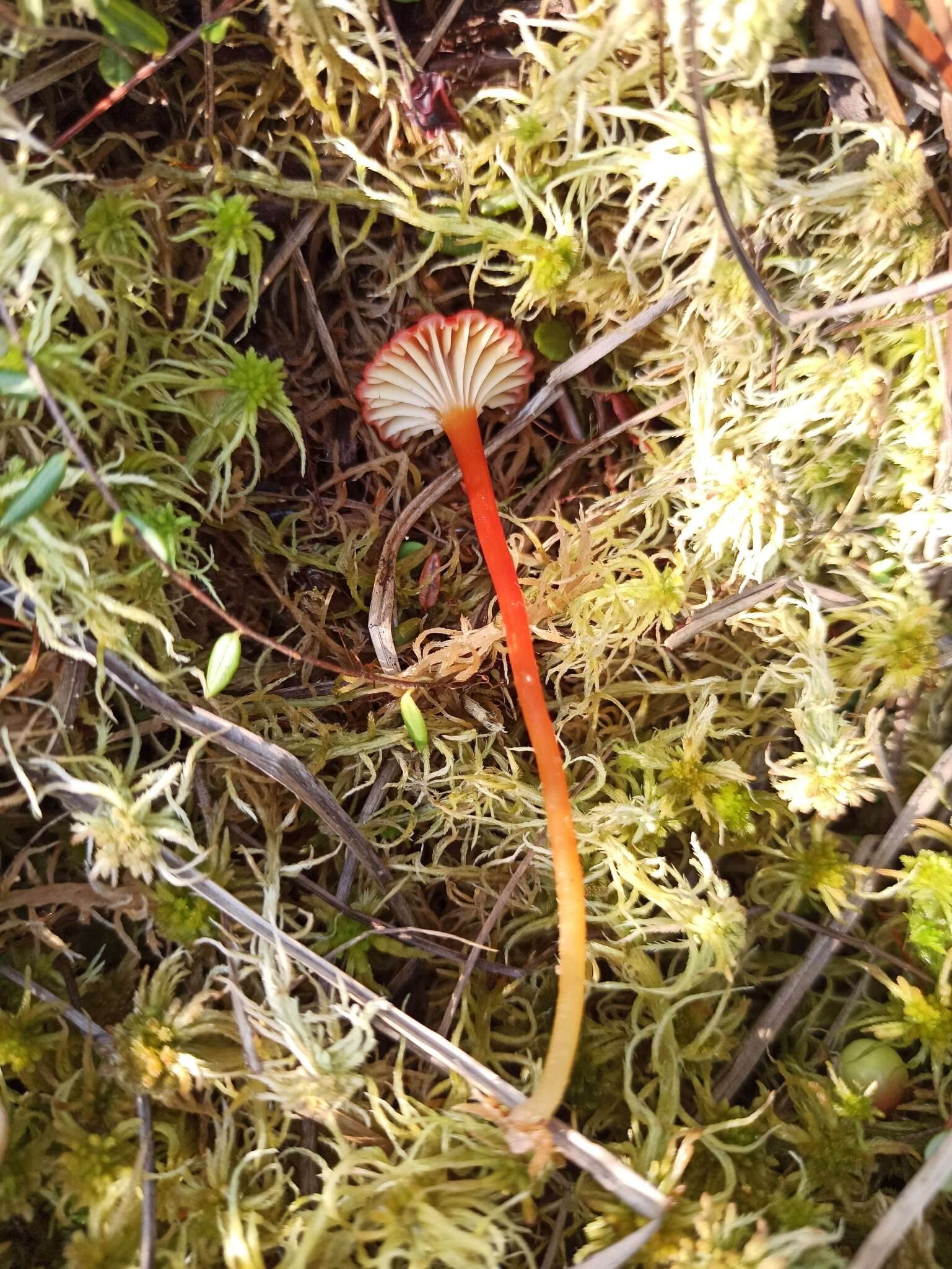 Слика од Hygrocybe coccineocrenata (P. D. Orton) M. M. Moser 1967