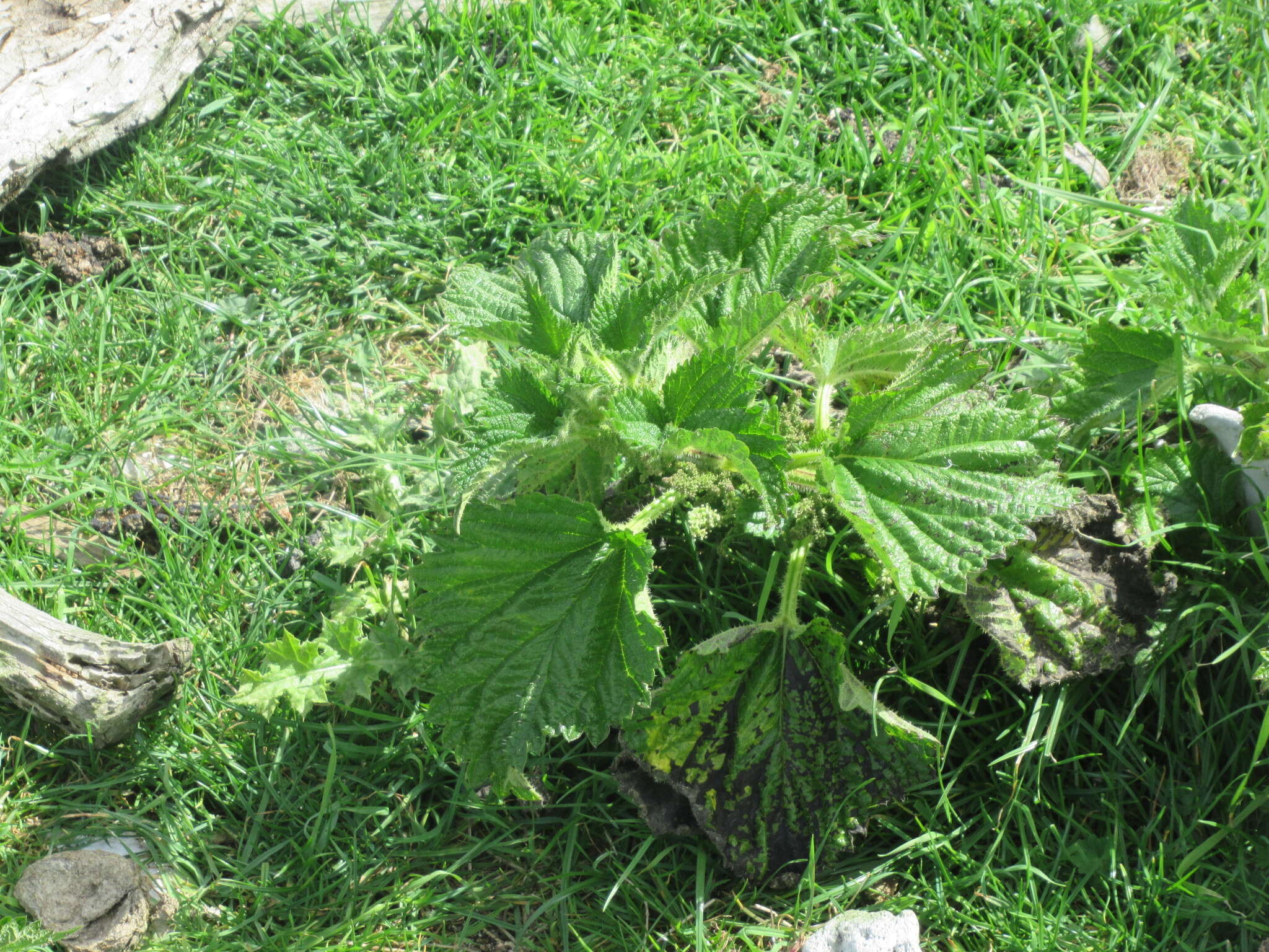 Image of Urtica australis Hook. fil.