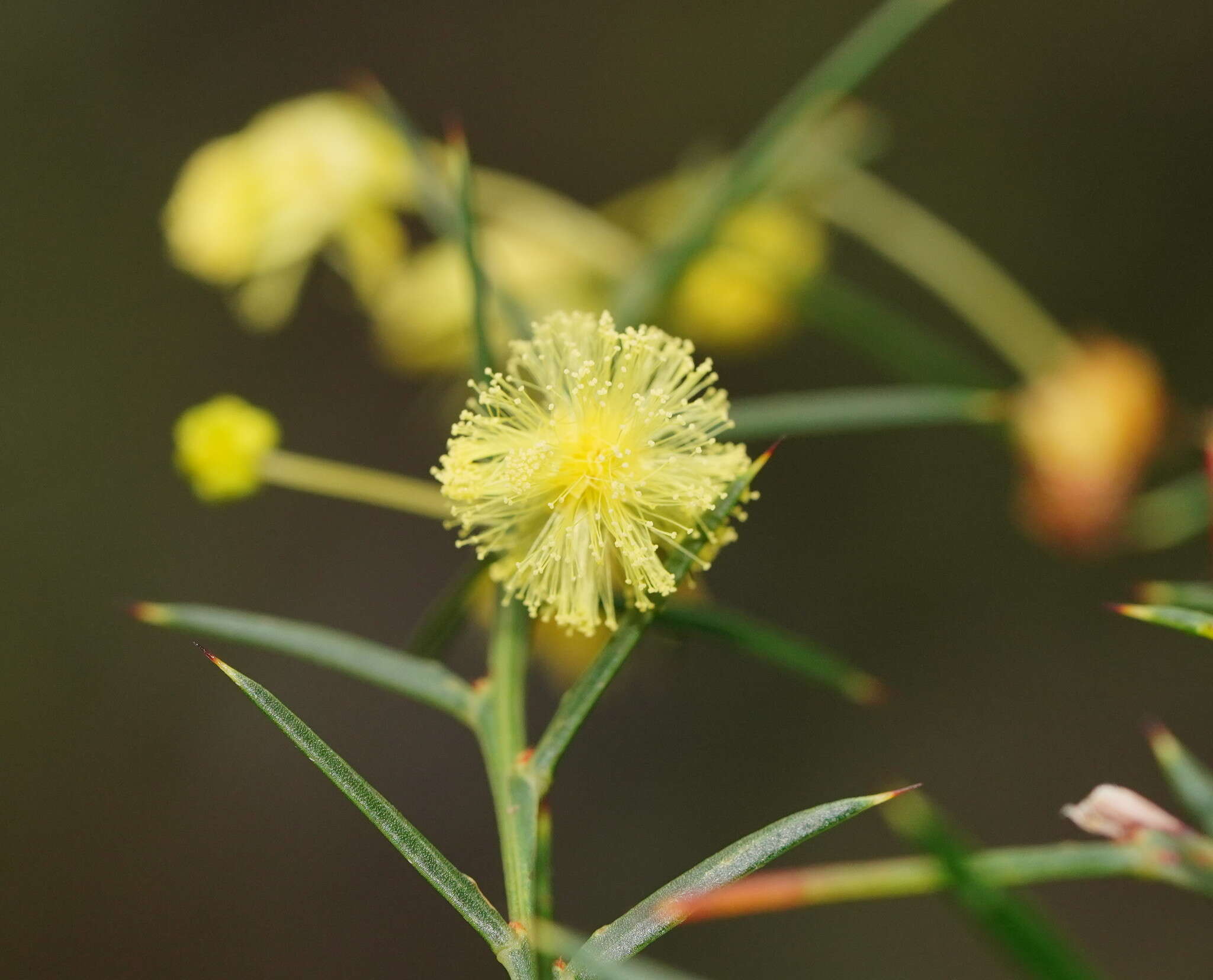 صورة Acacia genistifolia Link