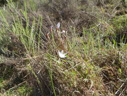 Image of Geissorhiza juncea (Link) A. Dietr.