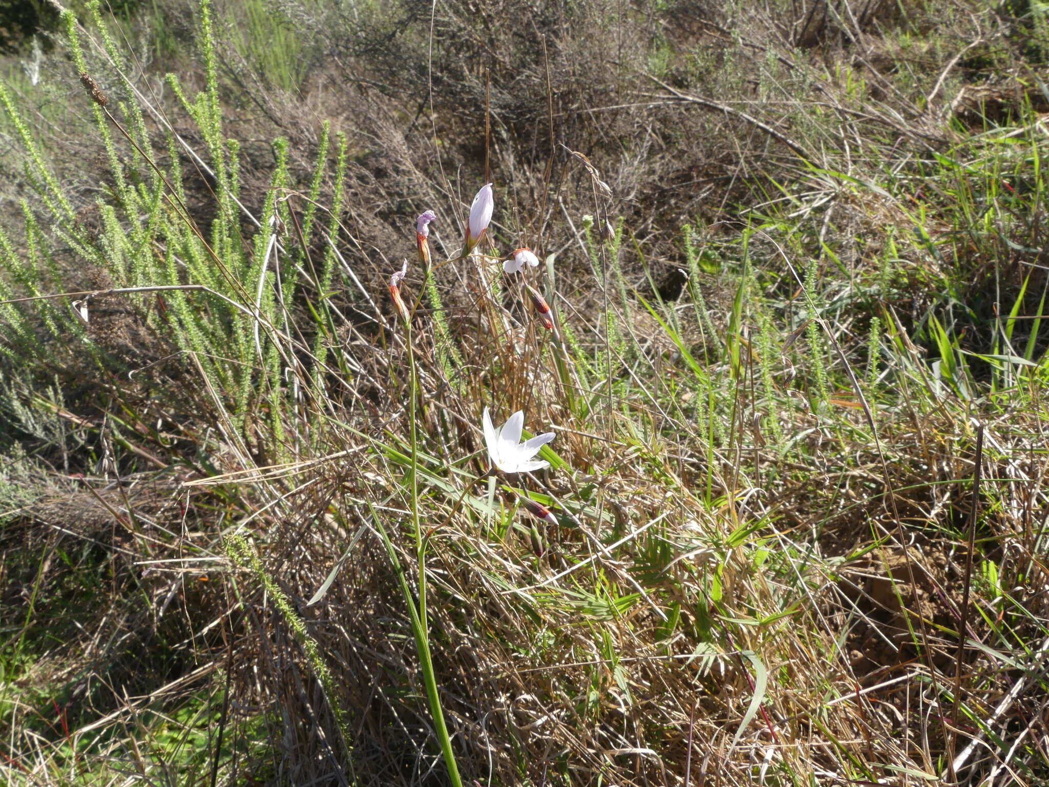 Image of Geissorhiza juncea (Link) A. Dietr.