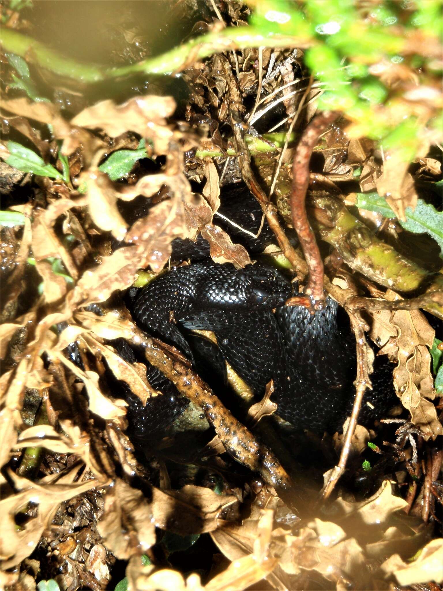 Image of Vipera seoanei seoanei Lataste 1879