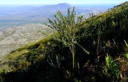 Слика од <i>Liparia myrtifolia</i>