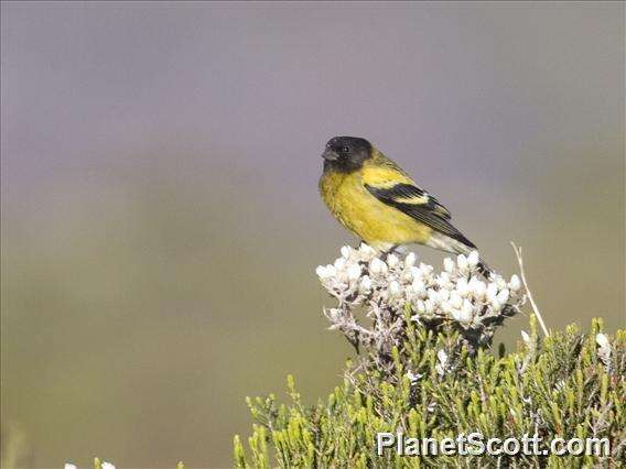 Image of Abyssinian Siskin