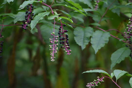 Image of Phytolacca americana var. americana