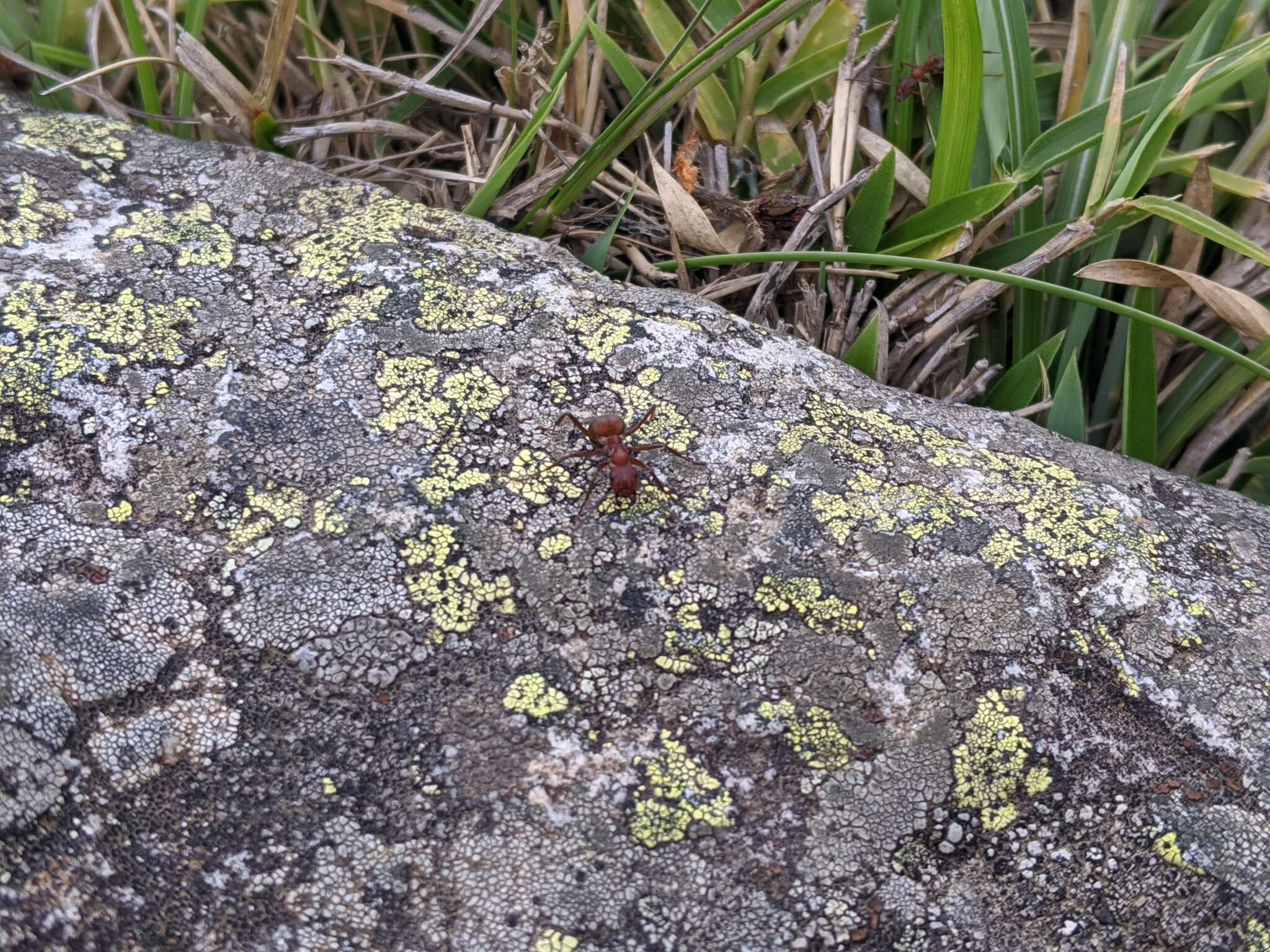 Слика од Formica truncorum Fabricius 1804