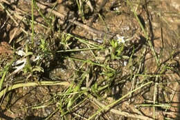 Image of Dwarf Calico-Flower