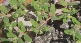 Image of sawtooth sandmat