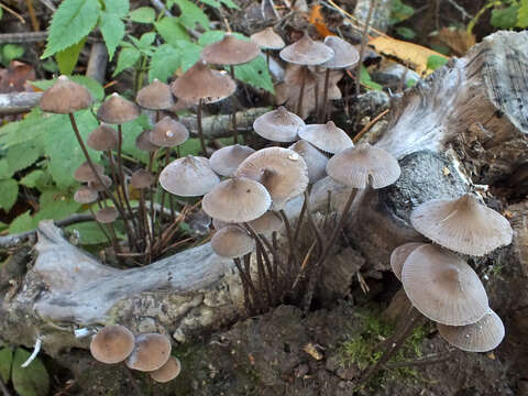 Image of Mycena polygramma (Bull.) Gray 1821