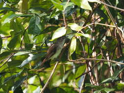 Image of Sooty-capped Babbler