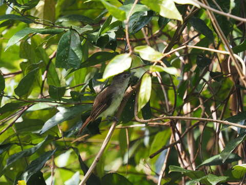 Image of Sooty-capped Babbler