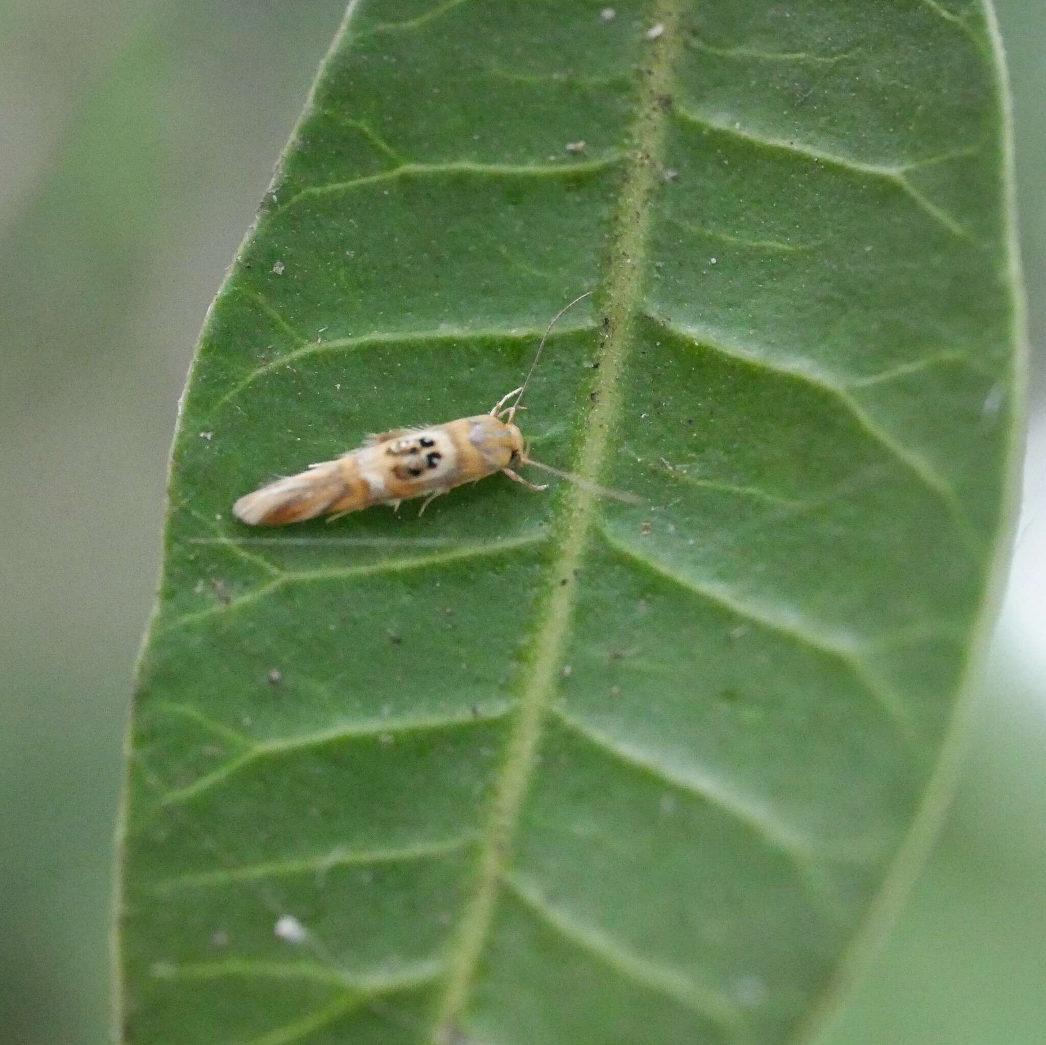 Слика од Hieromantis ephodophora Meyrick 1897