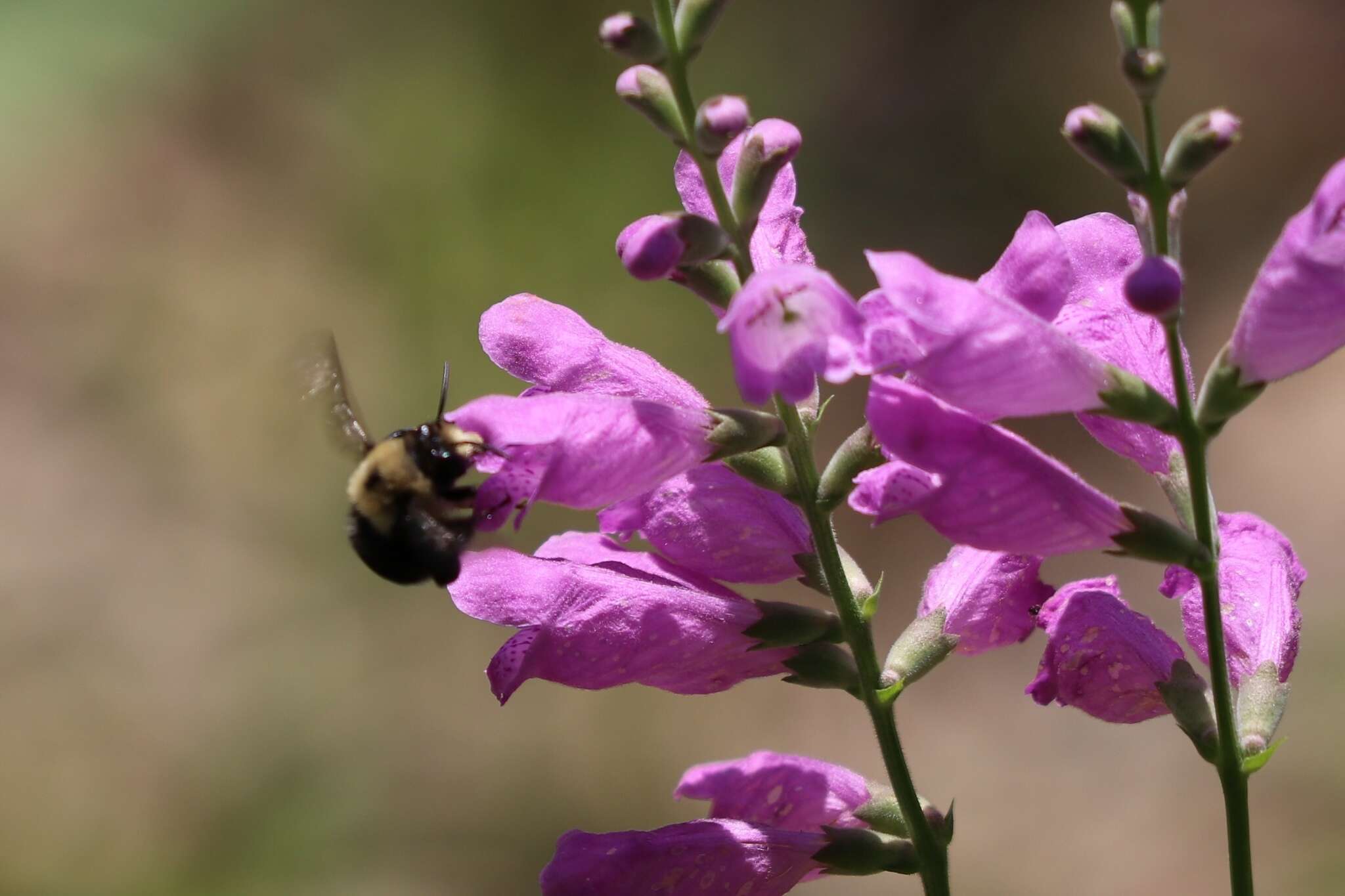 Image of Anthophora abrupta Say 1837