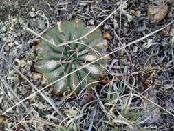 Image of Stenocactus coptonogonus (Lem.) A. Berger