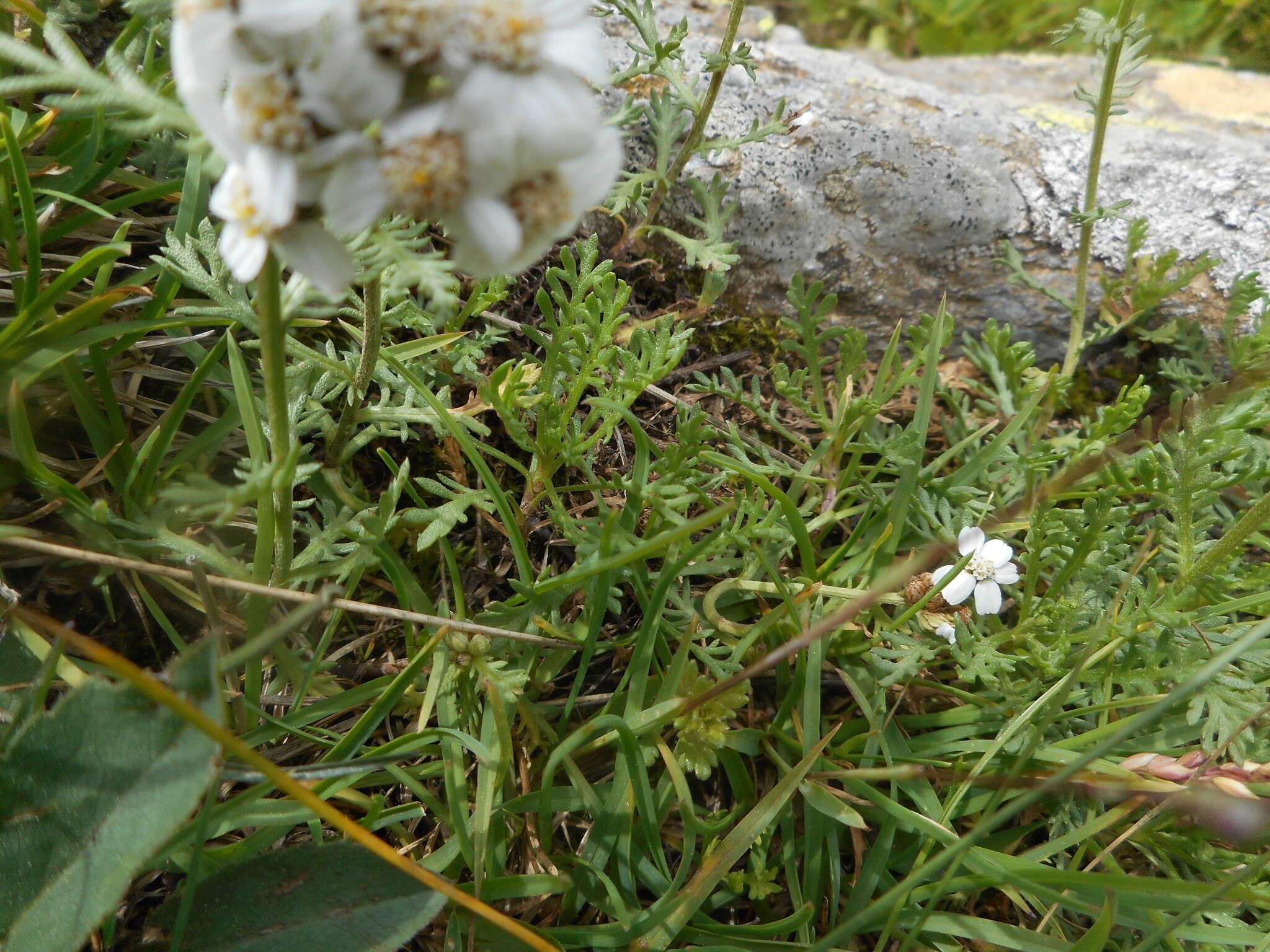 صورة Achillea erba-rotta subsp. moschata (Wulfen) I. B. K. Richardson