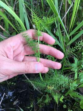 Image of ribbed mock bishopweed