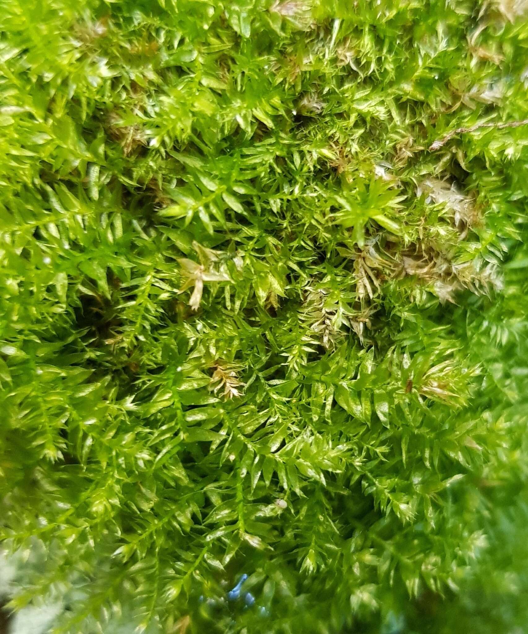 Image of Woodsy Silk-moss