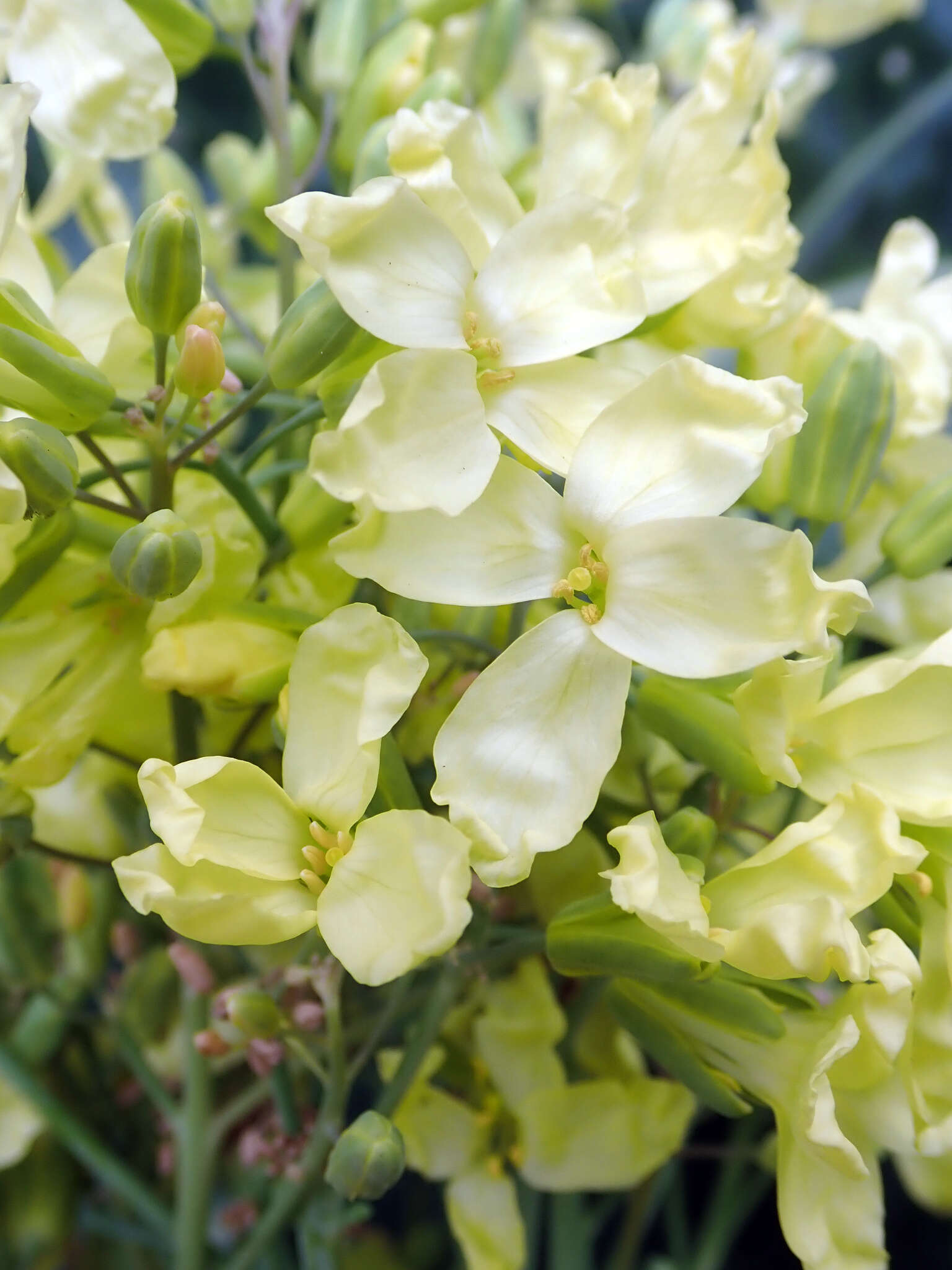 Plancia ëd Brassica oleracea var. botrytis L.