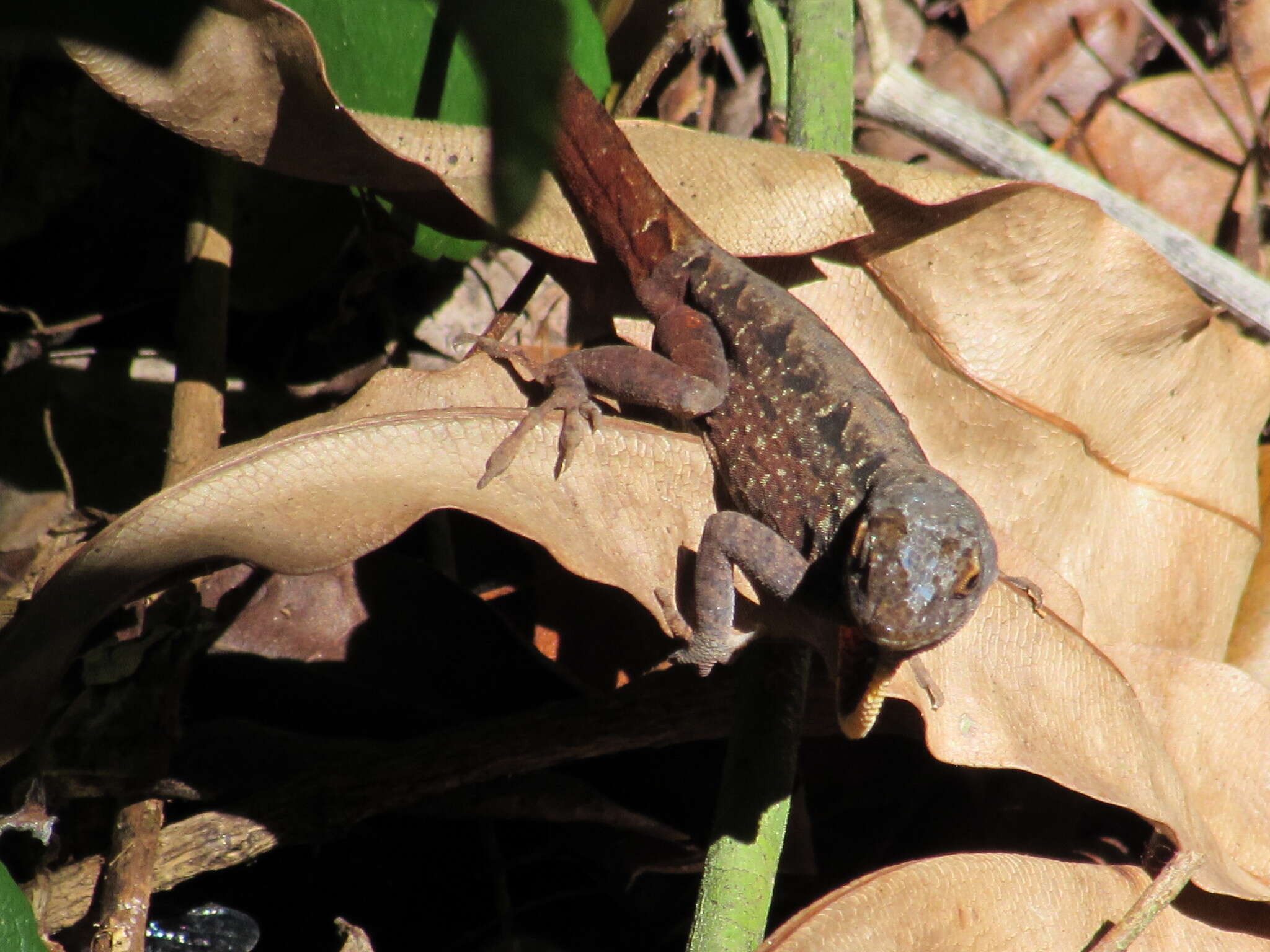 Image of Bahaman brown anole