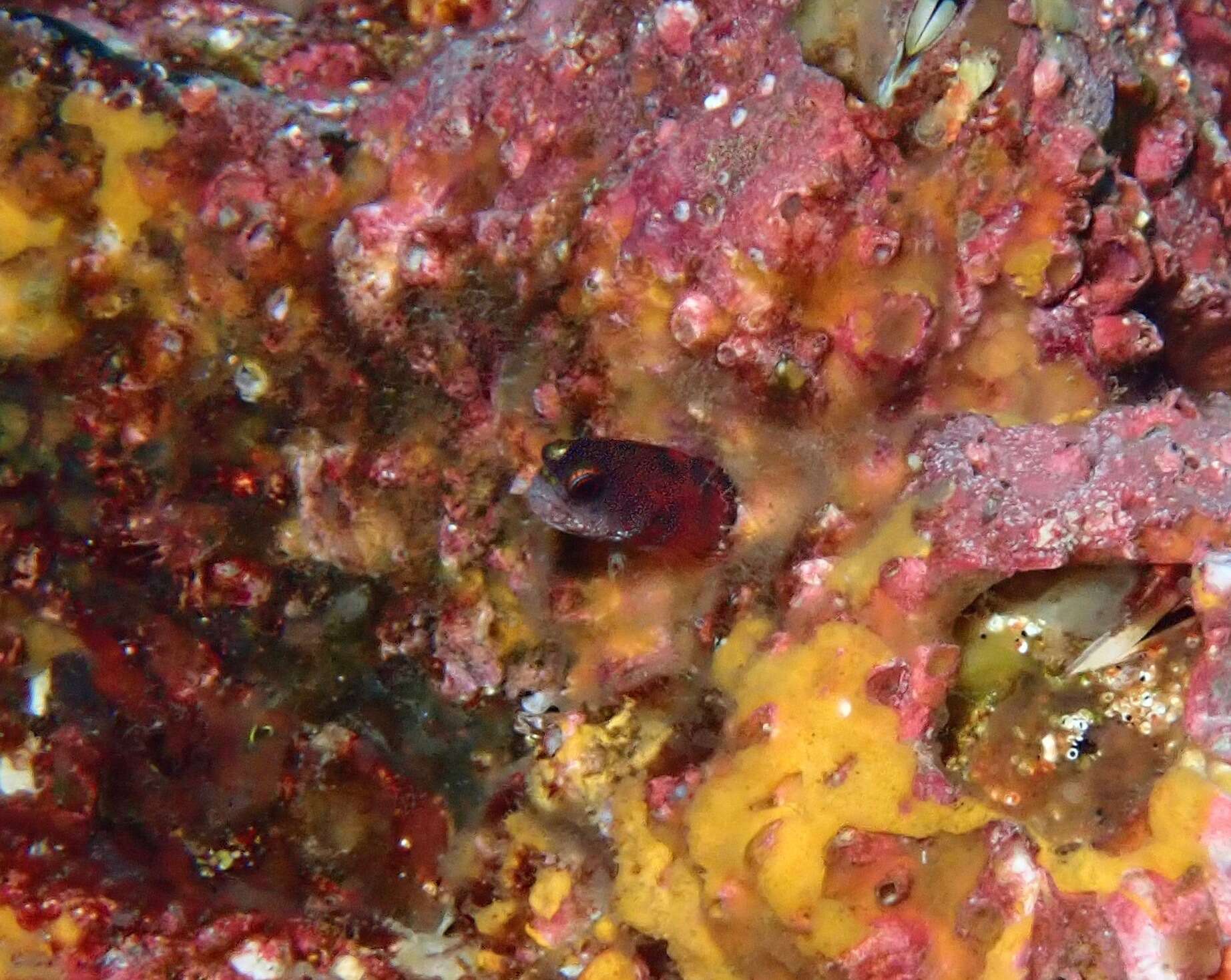Image of Galápagos Barnacle Blenny