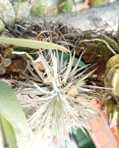 Image of Tillandsia atroviridipetala Matuda