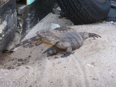 Image of Cayman Island Ground Iguana