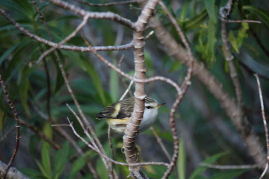 Sivun Acanthisitta chloris chloris (Sparrman 1787) kuva