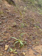 Plancia ëd Eryngium mexiae L. Constance